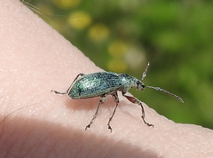 Phyllobius