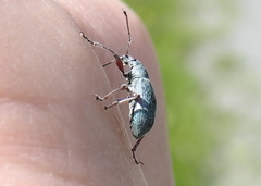 Phyllobius