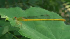 Ceriagrion coromandelianum