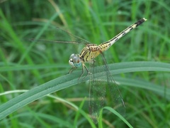 Diplacodes trivialis