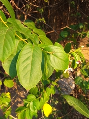 Combretum indicum