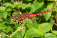 Crocothemis servilia