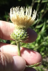 Cirsium remotifolium