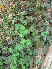 Oxalis corniculata repens