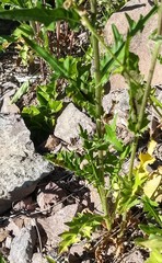 Cirsium remotifolium