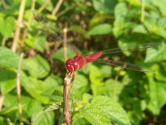 Crocothemis servilia