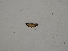 Bacotoma violata