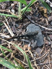 Spharagemon saxatile