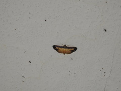 Bacotoma violata