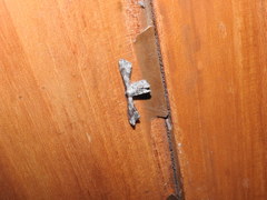 Calledapteryx dryopterata