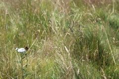 Argyrophenga antipodum