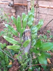 Microgramma vacciniifolia