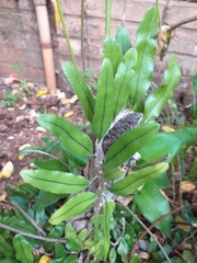 Microgramma vacciniifolia