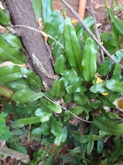 Microgramma vacciniifolia