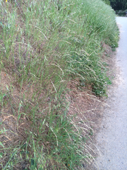 Melica californica