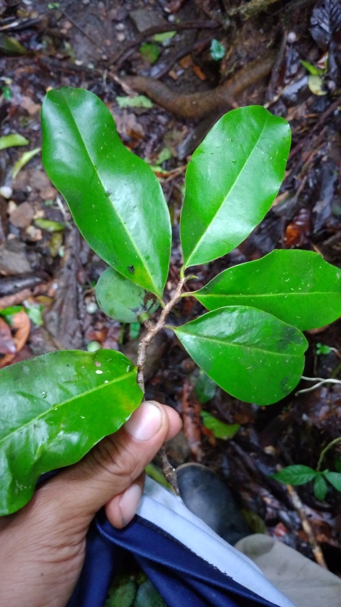 Imagem de Pleodendron costaricense