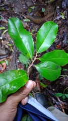 Pleodendron costaricense
