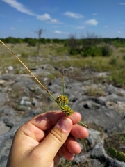 Cyperus acuminatus