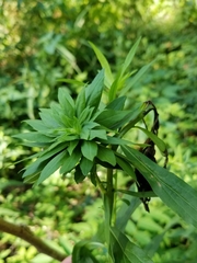 Solidago canadensis canadensis
