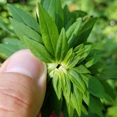 Solidago canadensis canadensis