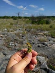 Cyperus acuminatus