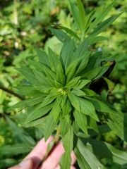 Solidago canadensis canadensis
