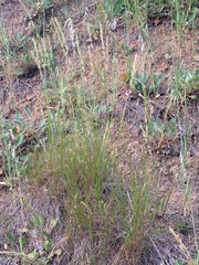 Melica californica