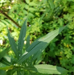 Solidago canadensis canadensis