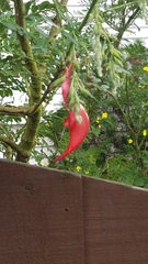Clianthus