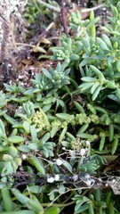 Suaeda novae-zelandiae
