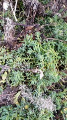 Suaeda novae-zelandiae