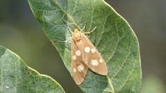 Dysauxes famula