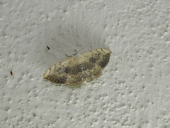 Somatina purpurascens