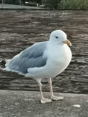 Larus argentatus