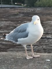 Larus argentatus