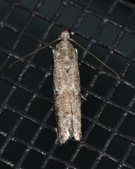Eurythmia angulella