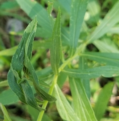 Asphondylia solidaginis