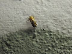 Stathmopoda auriferella