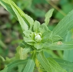 Asphondylia solidaginis