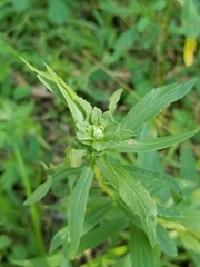 Asphondylia solidaginis