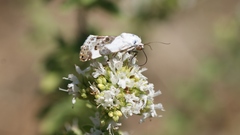 Acontia lucida