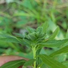 Asphondylia solidaginis