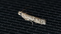 Eurythmia angulella