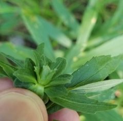 Asphondylia solidaginis