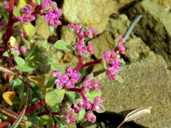 Aizoon papulosum