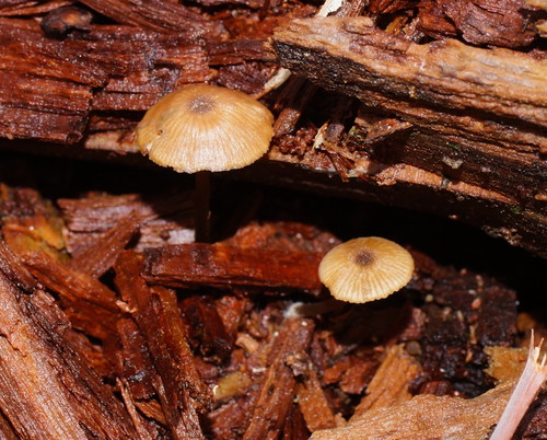 Entoloma readiae image
