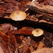 Entoloma readiae - Photo (c) Reiner Richter, some rights reserved (CC BY-NC-SA), uploaded by Reiner Richter