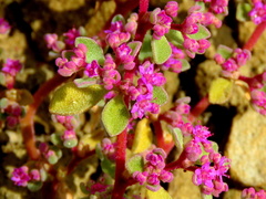 Aizoon papulosum