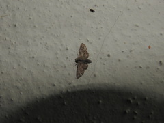 Gymnoscelis rufifasciata