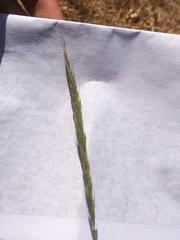 Elymus glaucus